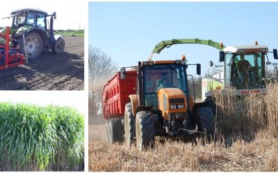 Le miscanthus, une plante présentant de nombreux avantages… sans phyto!