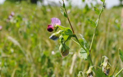 Les Trophées de l’Agro-écologie édition 2021-2022 sont ouverts!