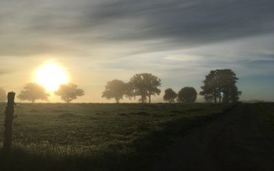 Plantons des haies! Un appel à manifestation d’intérêt pour l’animation et l’accompagnement pour la plantation de haies et d’arbres champêtres »