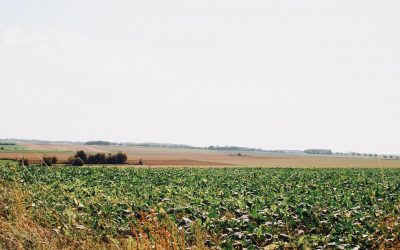 Diversification en grandes cultures et réduction des pesticides