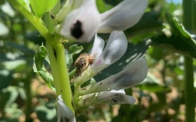 Les phytos en période de floraison des féveroles
