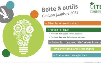 PNRI : comment gérer les risques jaunisses en 2023 ?