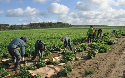 Légumes : UNILET expérimente les modes de culture de demain
