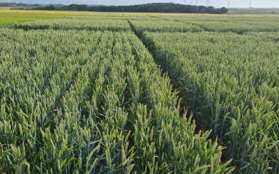 Appel à projets Ecophyto DEPHY EXPE 3