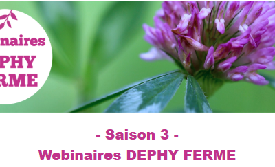 Webinaire | Comment choisir sa variété de trèfle pour mieux gérer les adventices graminées en prairie temporaire ?